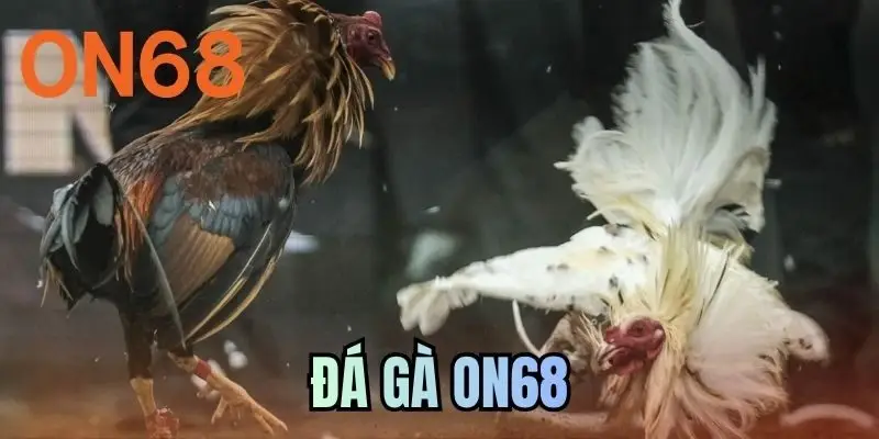 Đá Gà ON68 - Chinh phục Những Màn So Tài Kịch Tính