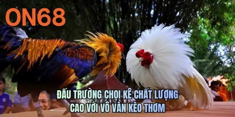 Đấu trường chọi kê chất lượng cao với vô vàn kèo thơm